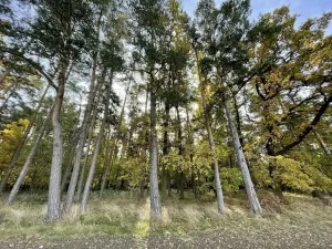 Prodej lesa, Lipí - Kaliště u Lipí, 23659 m2