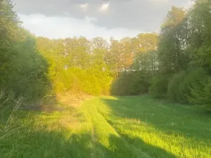 Dražba louky, Tachov, 3829 m2