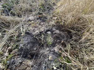 Prodej lesa, Veliny, 5028 m2