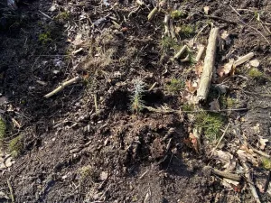 Prodej lesa, Veliny, 5028 m2