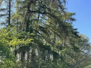 Prodej lesa, Žďárek, 11675 m2