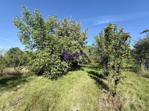 Pronájem zahrady, Olomouc - Droždín, Akátová, 1528 m2