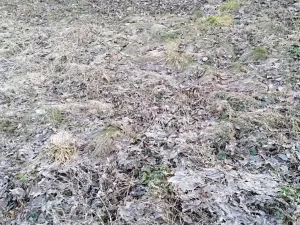 Pronájem zahrady, Dětkovice, 581 m2