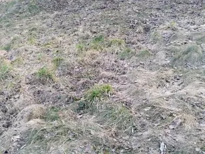 Pronájem zahrady, Dětkovice, 581 m2