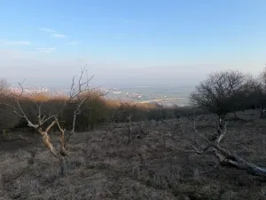 Prodej zahrady, Litoměřice - Předměstí, Veveří, 3183 m2