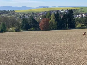 Prodej pozemku pro bydlení, Bílovec, 1117 m2