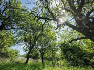 Pronájem zahrady, Brno, Zelná, 3109 m2