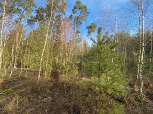 Dražba lesa, Veliny, 5028 m2