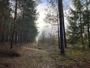 Dražba lesa, Veliny, 5028 m2