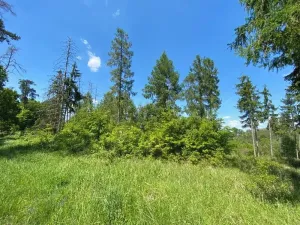 Dražba lesa, Kropáčova Vrutice, 15167 m2