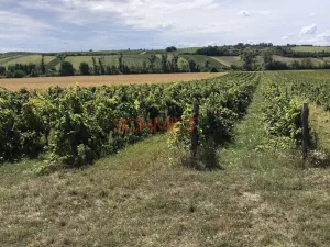 Prodej sadu/vinice, Sedlec, 11641 m2