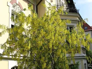 Pronájem bytu 2+kk, Liberec - Liberec I-Staré Město, Gorkého, 73 m2