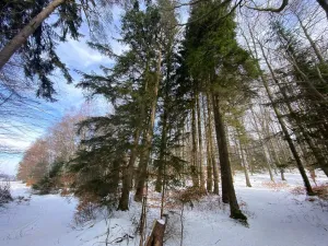 Prodej lesa, Volfířov - Brandlín, 406 m2