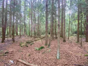 Dražba louky, Krásná, 10460 m2