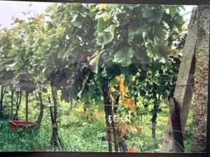 Prodej pozemku, Mutěnice, 2669 m2