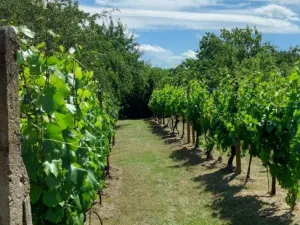 Prodej zahrady, Nový Šaldorf-Sedlešovice - Nový Šaldorf, 898 m2