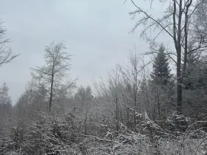 Prodej lesa, Janová, 7449 m2