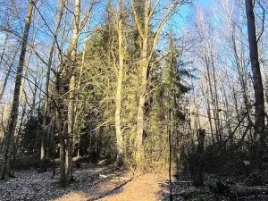 Prodej lesa, Františkovy Lázně, Jezerní, 2956 m2