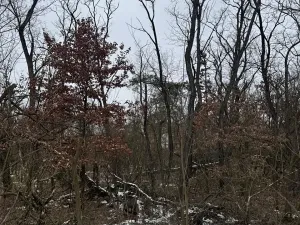 Prodej podílu lesa, Černěves, 9239 m2