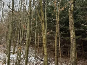 Prodej lesa, Lutonina, 18019 m2