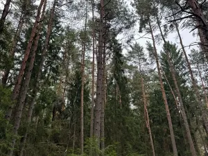 Prodej podílu lesa, Ledenice, 2894 m2