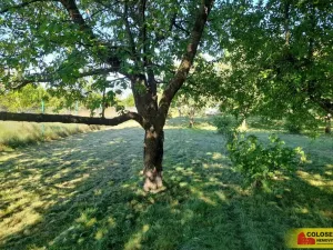 Pronájem zahrady, Vilémovice, 1504 m2