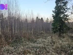 Prodej lesa, Rybí, 55558 m2