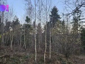 Prodej lesa, Rybí, 55558 m2