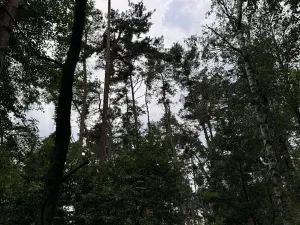 Prodej podílu lesa, Kojice, 4203 m2