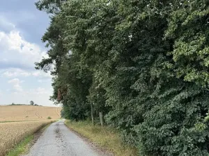 Prodej podílu lesa, Kojice, 4203 m2