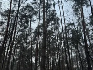 Prodej podílu lesa, Břehy, 1092 m2