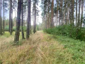 Dražba pozemku, Kladruby, 1744 m2