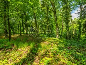 Prodej pozemku pro bydlení, Hrubá Skála, 5519 m2