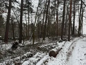 Prodej lesa, Stříbrnice, 2595 m2