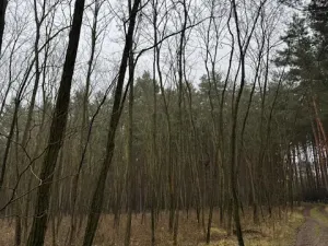 Prodej lesa, Libotenice, 17863 m2