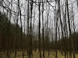 Prodej lesa, Libotenice, 17863 m2