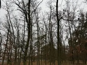 Prodej lesa, Libotenice, 17863 m2