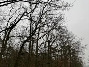 Prodej lesa, Libotenice, 17863 m2