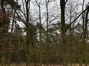 Prodej lesa, Libotenice, 63021 m2