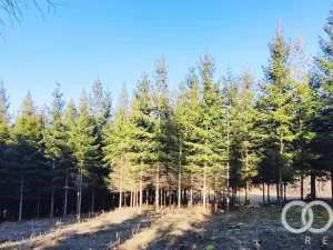 Prodej lesa, Lhota u Vsetína, 3762 m2