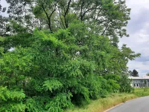 Prodej lesa, Pardubice, 2461 m2