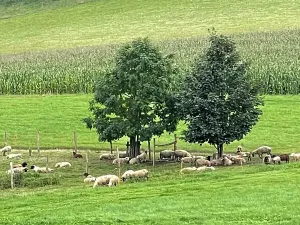 Prodej chalupy, Police nad Metují, 249 m2