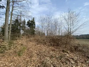 Prodej lesa, Zborov, 9290 m2