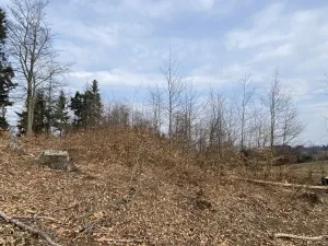 Prodej lesa, Zborov, 9290 m2