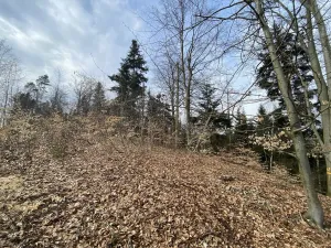 Prodej lesa, Zborov, 9290 m2
