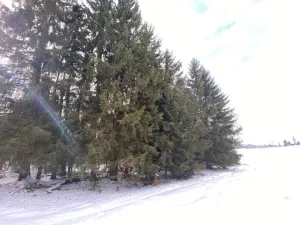 Prodej lesa, Volfířov - Brandlín, 3426 m2