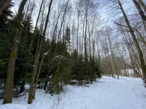 Prodej lesa, Volfířov - Brandlín, 3892 m2