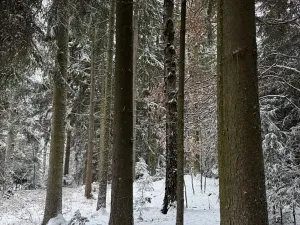 Prodej lesa, Olešník, 5100 m2