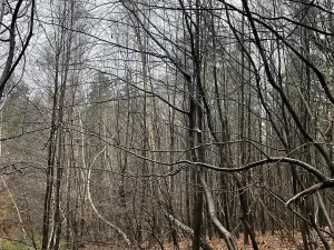 Prodej lesa, Velká Polom, 3342 m2