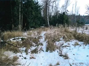 Prodej lesa, Červená Řečice, 326 m2